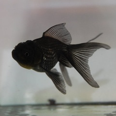 金魚（ブラック系）譲ります 0050010003432.jpg