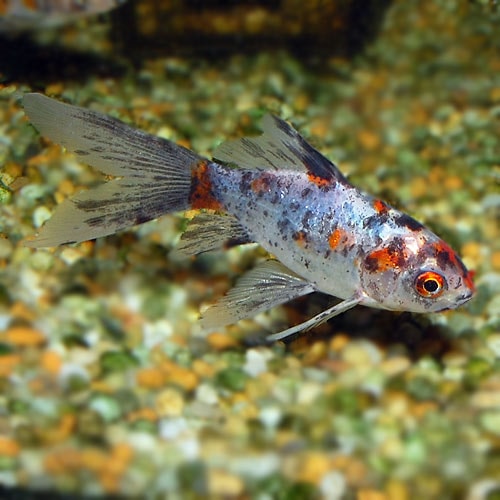 朱文金 3匹(金魚・めだか) | 金魚・メダカ,一般金魚 | | 熱帯魚