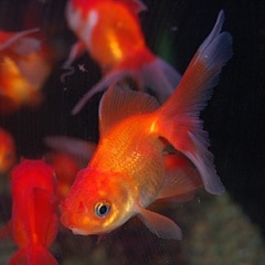 ���������Ƭ��1ɤ(����������)