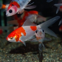 ����åȡ�1ɤ(����������)