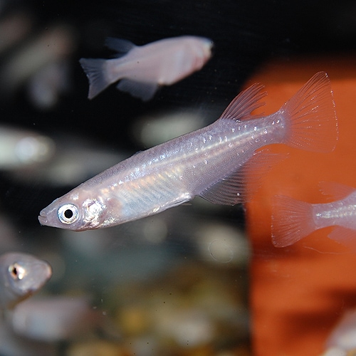 白メダカ 10匹(8匹＋2匹サービス)(金魚・めだか) | 金魚・メダカ  