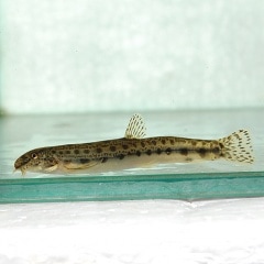 ���ޥɥ��祦�ʶ����������ˡ�1ɤ