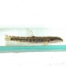 �ե��ɥ��祦��1ɤ