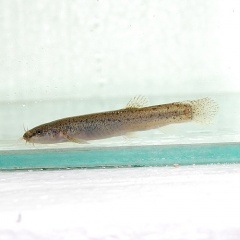 �ۥȥ��ɥ��祦�ʶ����������ˡ�1ɤ