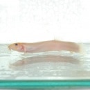 �ҥɥ��祦�ʶ����������ˡ�1ɤ