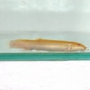 ����ӥΥɥ��祦�ʶ����������ˡ�1ɤ