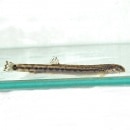 ������ɥ��祦�ʶ����������ˡ�3ɤ