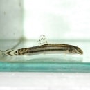 �������ޥɥ��祦�ʶ����������ˡ�3ɤ