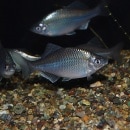 �֥롼�᥿��å����ͥҥ顡1�ڥ�(����������)