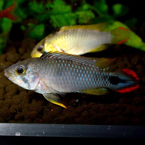 Ap���ѥ�ɥ���ˡ��ȥڥ롼���ɡ�1pr��L���������֥����Ǻ������Ρ�(Ǯ�ӵ�)