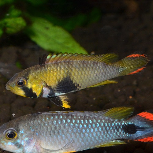 Ap���ѥ�ɥ���ˡ��ȥڥ롼���ɡ�1pr��L���������֥����Ǻ������Ρ�(Ǯ�ӵ�)