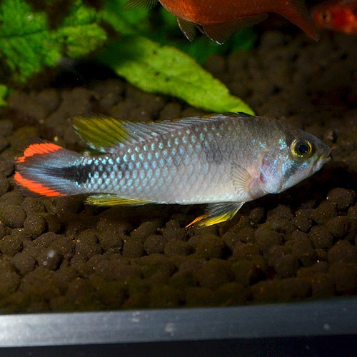 Ap���ѥ�ɥ���ˡ��ȥڥ롼���ɡ�1pr��L���������֥����Ǻ������Ρ�(Ǯ�ӵ�)