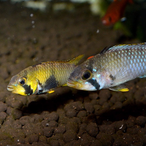 Ap���ѥ�ɥ���ˡ��ȥڥ롼���ɡ�1pr��L���������֥����Ǻ������Ρ�(Ǯ�ӵ�)