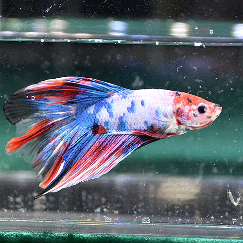 ���硼�٥����ޥ�����顼 No1���ڸ��λ���ۡ�(Ǯ�ӵ�)