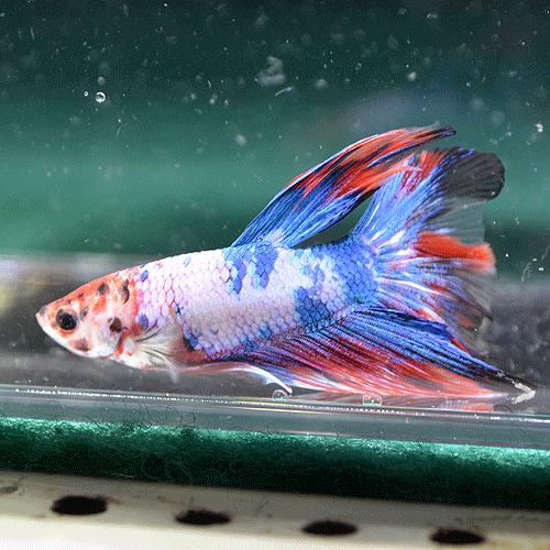 ���硼�٥����ޥ�����顼 No1���ڸ��λ���ۡ�(Ǯ�ӵ�)