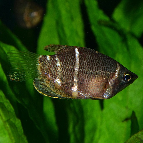 チョコレートグラミー 3匹 熱帯魚 熱帯魚 エビ ベタ グラミー 熱帯魚 海水魚 通販ショップ アクアライズ