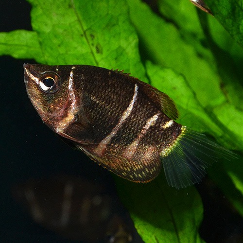 チョコレートグラミー 3匹 熱帯魚 熱帯魚 エビ ベタ グラミー 熱帯魚 海水魚 通販ショップ アクアライズ