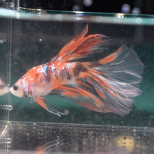 ���硼�٥����ޥ�����顼 No2���ڸ��λ���ۡ�(Ǯ�ӵ�)