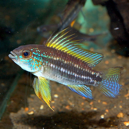 Ap���ӥ����˥����������奷��ڻ� M����������Wild�ɡ�1Pr��(Ǯ�ӵ�)