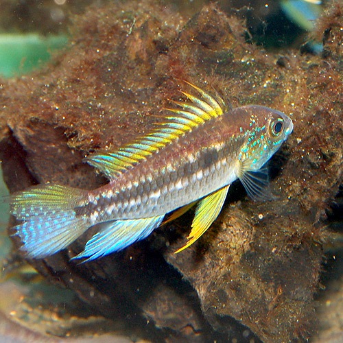 Ap���ӥ����˥����������奷��ڻ� M����������Wild�ɡ�1Pr��(Ǯ�ӵ�)