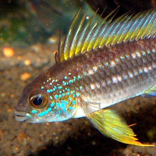 Ap���ӥ����˥����������奷��ڻ� M����������Wild�ɡ�1Pr��(Ǯ�ӵ�)