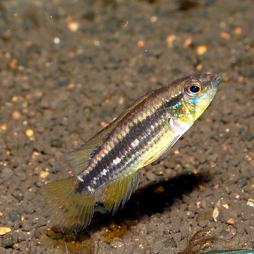 Ap���ӥ����˥����������奷��ڻ� M����������Wild�ɡ�1Pr��(Ǯ�ӵ�)