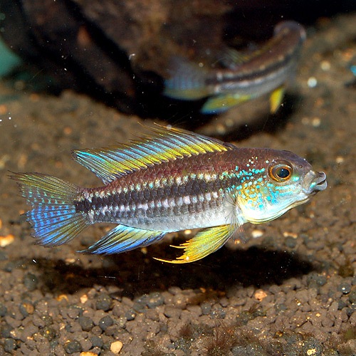 Ap���ӥ����˥����������奷��ڻ� M����������Wild�ɡ�1Pr��(Ǯ�ӵ�)