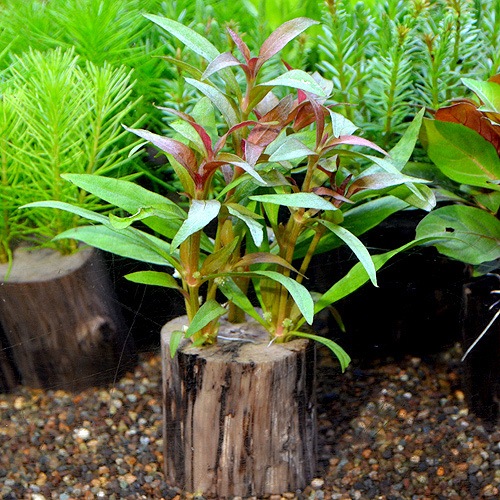 ƥʥƥ顦쥤󥭡ݥå  1Pot()