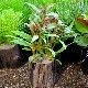 ƥʥƥ顦쥤󥭡ݥå  1Pot()