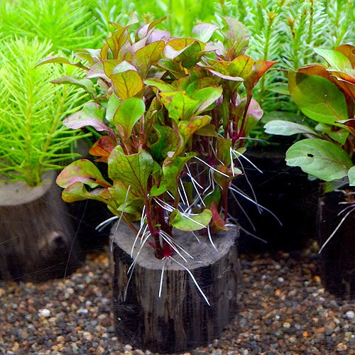 ���륿����åɡ������ݥå�  1Pot��(����)