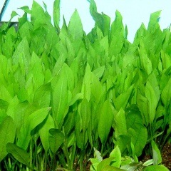 �š����ޥ��󥽡���  ����(����)