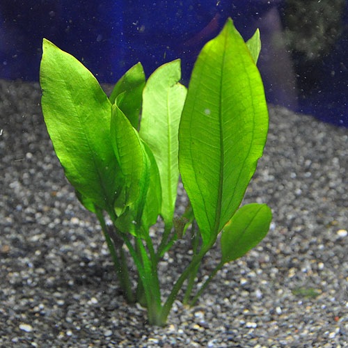 �š����ޥ��󥽡���  ����(����)