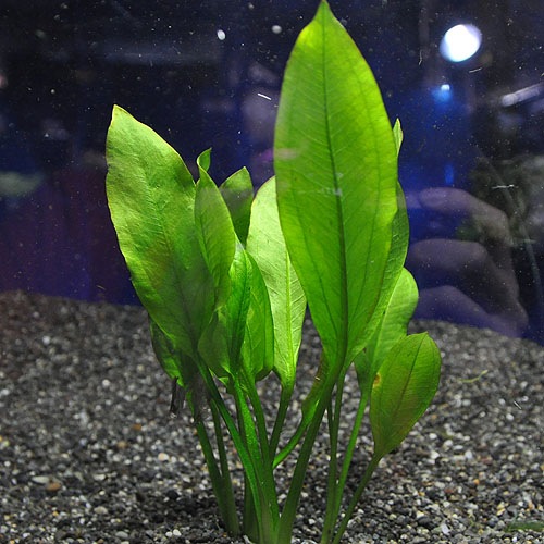 �š����ޥ��󥽡���  ����(����)