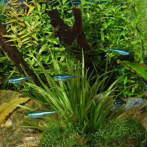 ���꡼��ͥ���ƥȥ� ���磻��ɸ��Ρ�SM��M�����������5ɤ��4ɤ��1ɤ�����ӥ��ˡ�(Ǯ�ӵ�)