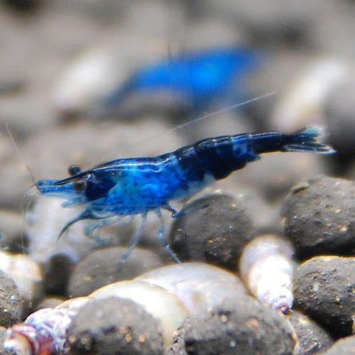 ֥롼٥٥åȡ1ɤ(Ǯӵ)