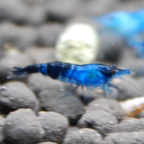 ֥롼٥٥åȡ1ɤ(Ǯӵ)