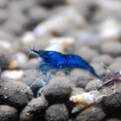 ֥롼٥٥åȡ1ɤ(Ǯӵ)