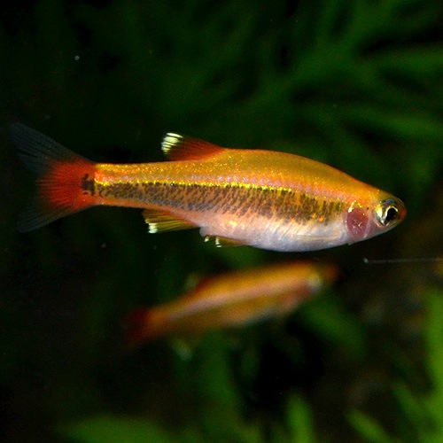 ゴールデンアカヒレ 1匹 熱帯魚 熱帯魚 エビ ラスボラ 他小型魚 熱帯魚 海水魚 通販ショップ アクアライズ