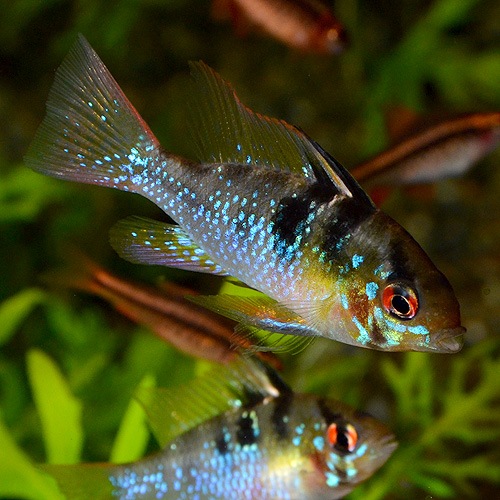 HB�֥롼��ࡡS��SM��������1ɤ��(Ǯ�ӵ�)