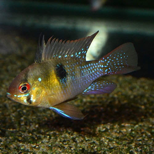 HB�֥롼��ࡡS��SM��������1ɤ��(Ǯ�ӵ�)