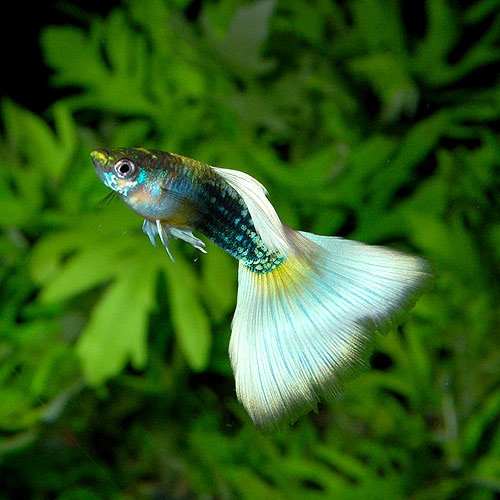 åԡ䡡ɥĥ ML1(Ǯӵ)