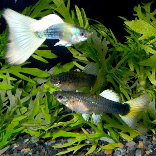 åԡ䡡ɥĥ ML1(Ǯӵ)