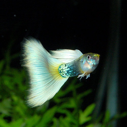 åԡ䡡ɥĥ ML1(Ǯӵ)