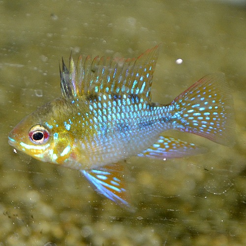 HB�֥롼��ࡡS��SM��������3ɤ��(Ǯ�ӵ�)