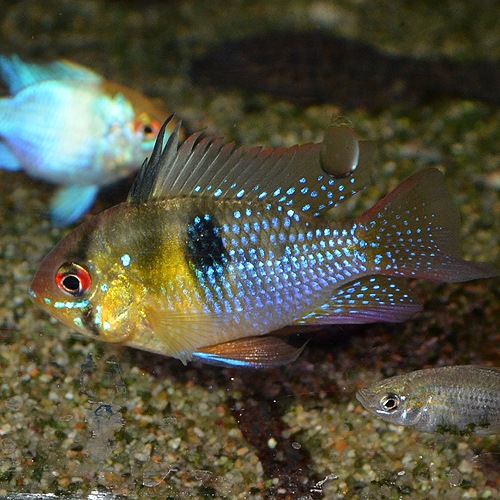 HB�֥롼��ࡡS��SM��������3ɤ��(Ǯ�ӵ�)