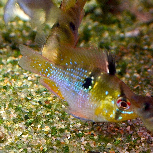 HB�֥롼��ࡡS��SM��������3ɤ��(Ǯ�ӵ�)