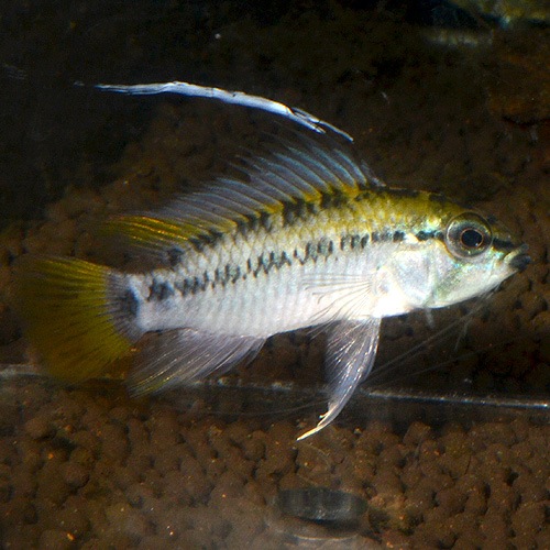 Ap�������������������׭���1pr��2830j���ȥ磻��ɡɡ�(Ǯ�ӵ�)