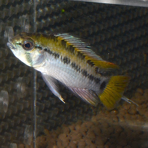 Ap�������������������׭���1pr��2830j���ȥ磻��ɡɡ�(Ǯ�ӵ�)