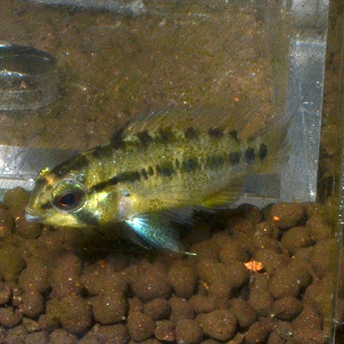 Ap�������������������׭���1pr��2830j���ȥ磻��ɡɡ�(Ǯ�ӵ�)