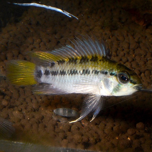 Ap�������������������׭���1pr��2830j���ȥ磻��ɡɡ�(Ǯ�ӵ�)